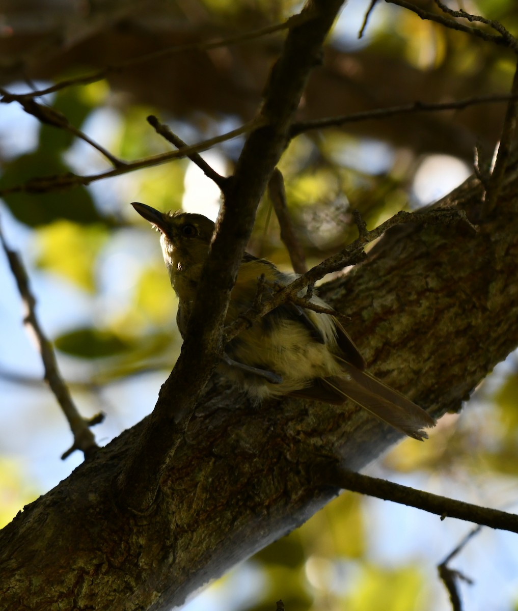 Thick-billed Vireo - ML644282601
