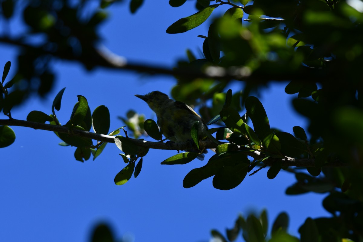Thick-billed Vireo - ML644282603