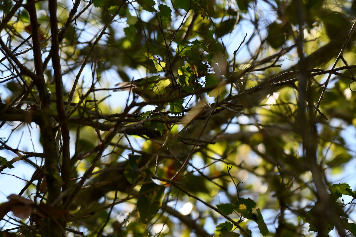 Thick-billed Vireo - ML644282604