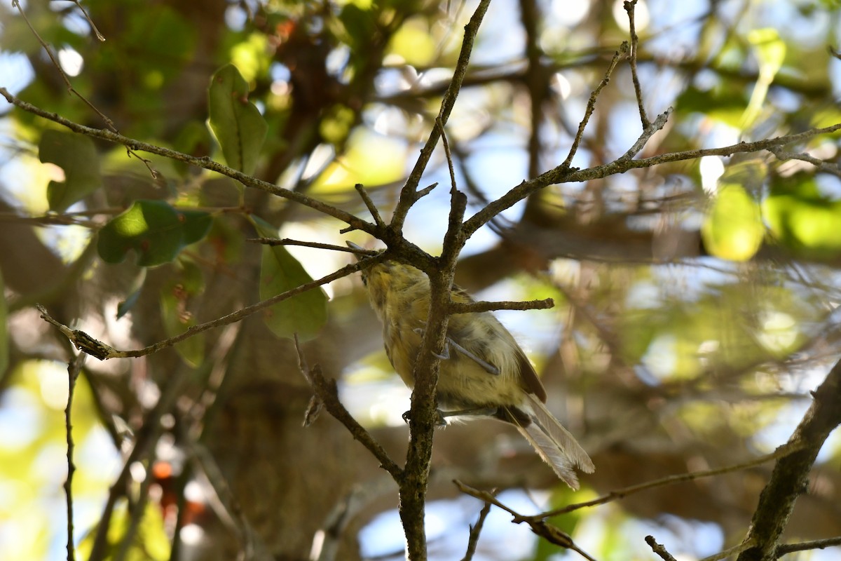 Thick-billed Vireo - ML644282605