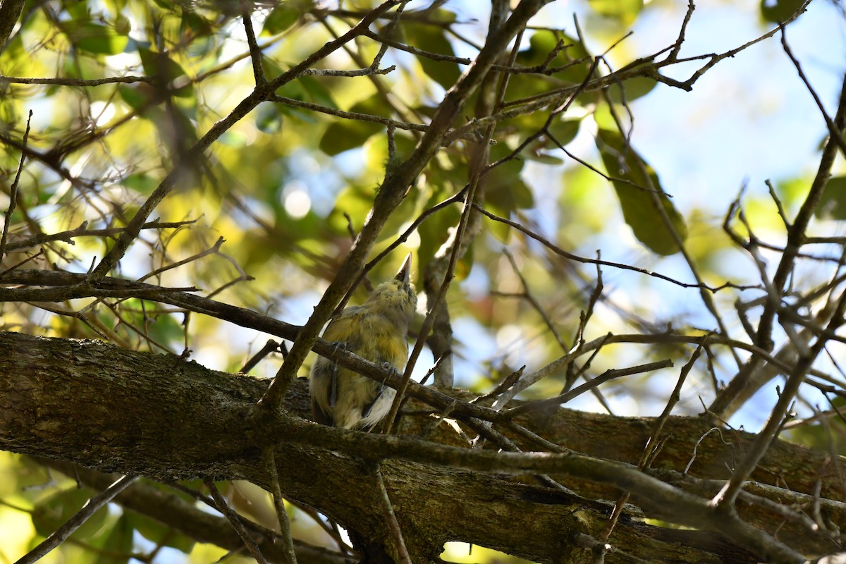 Thick-billed Vireo - ML644282606