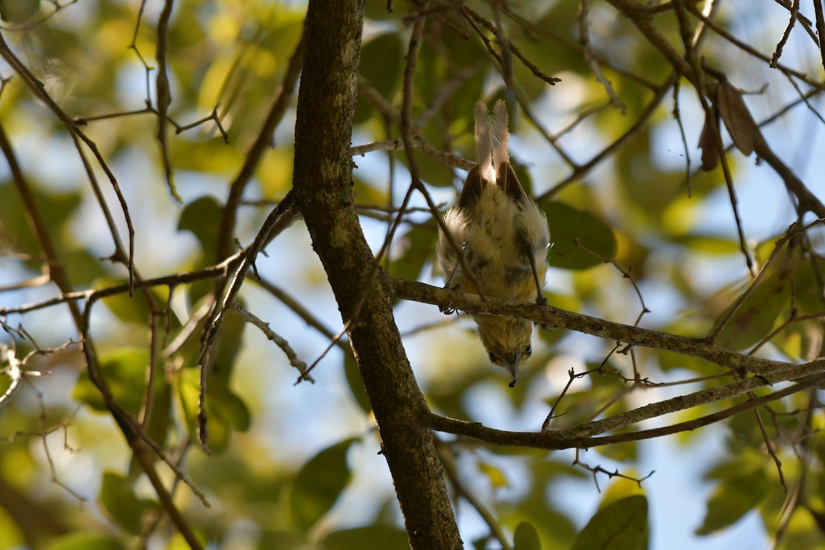 Thick-billed Vireo - ML644282607