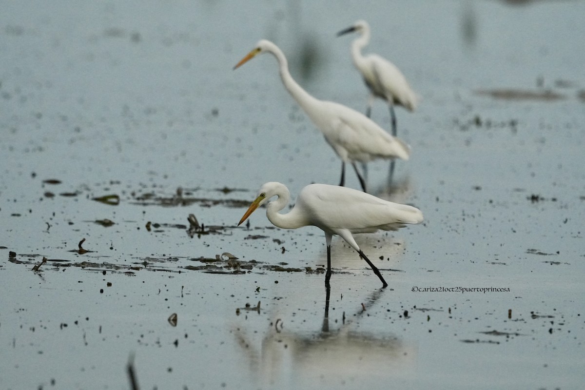 Малая белая цапля - ML644282608