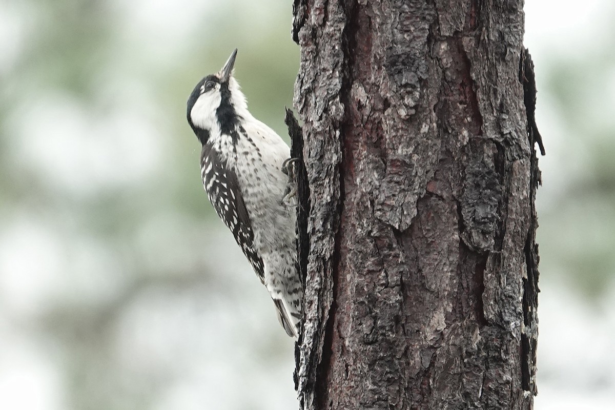 Pic à face blanche - ML644282625