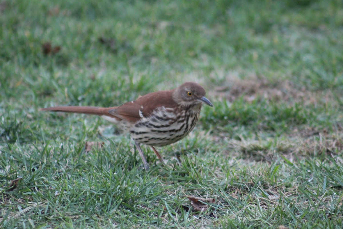Brown Thrasher - ML644282642