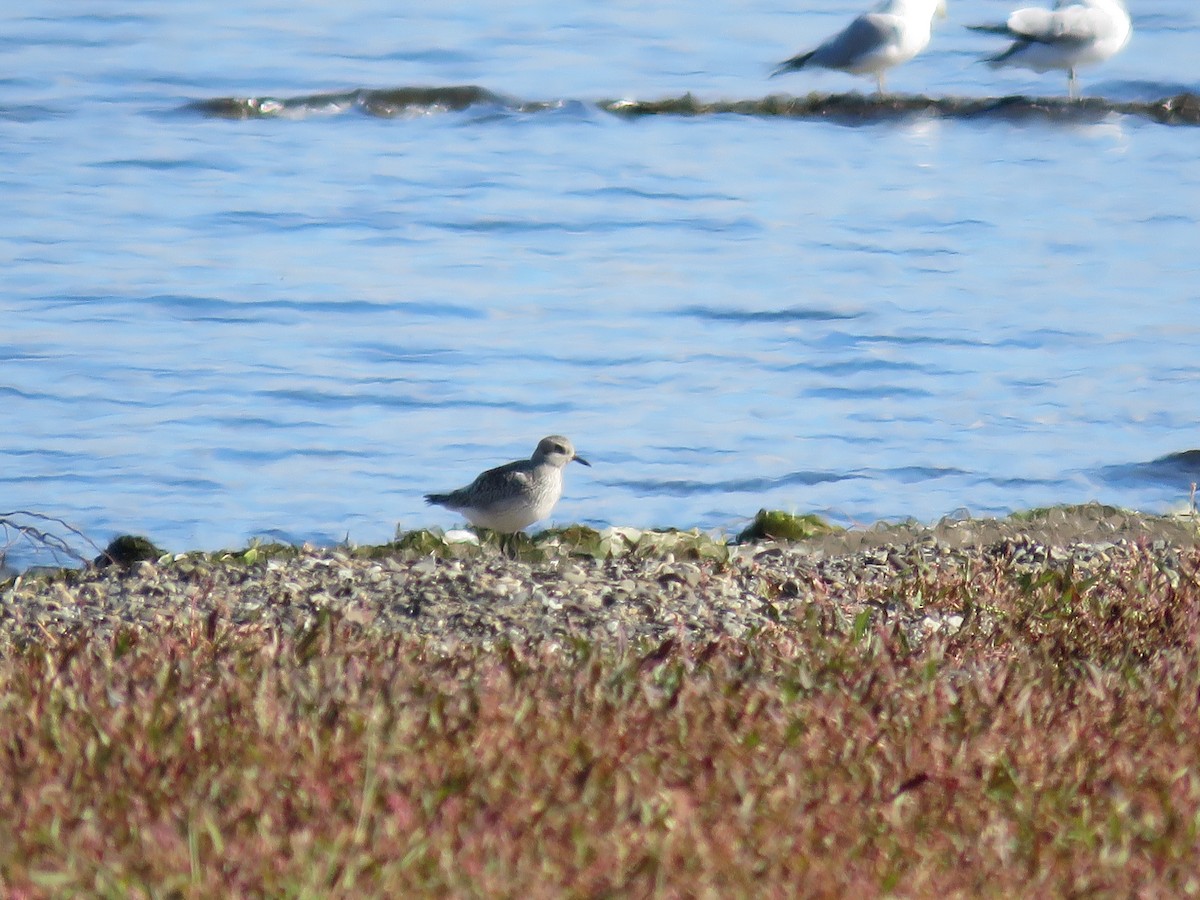 Txirri grisa - ML644282643