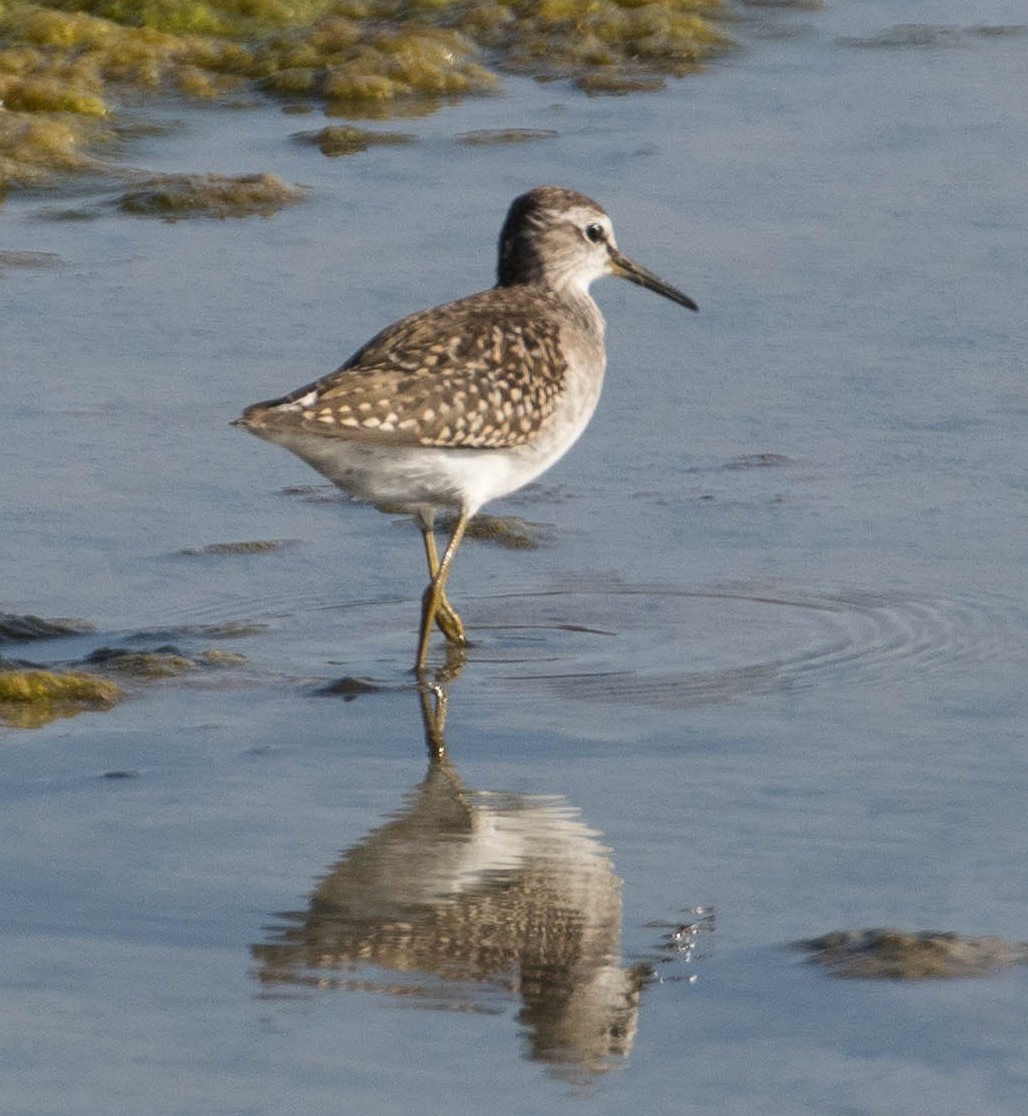 Wood Sandpiper - ML644282644