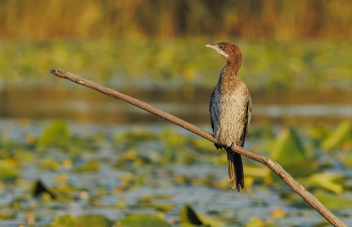 Zwergscharbe - ML644282646