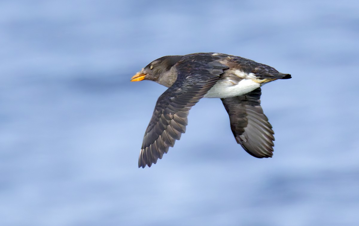 papuchalk růžkatý - ML644282647