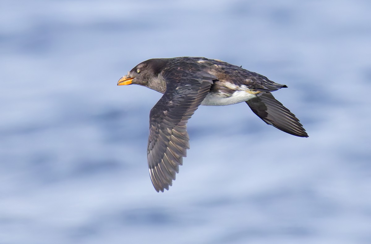 papuchalk růžkatý - ML644282648