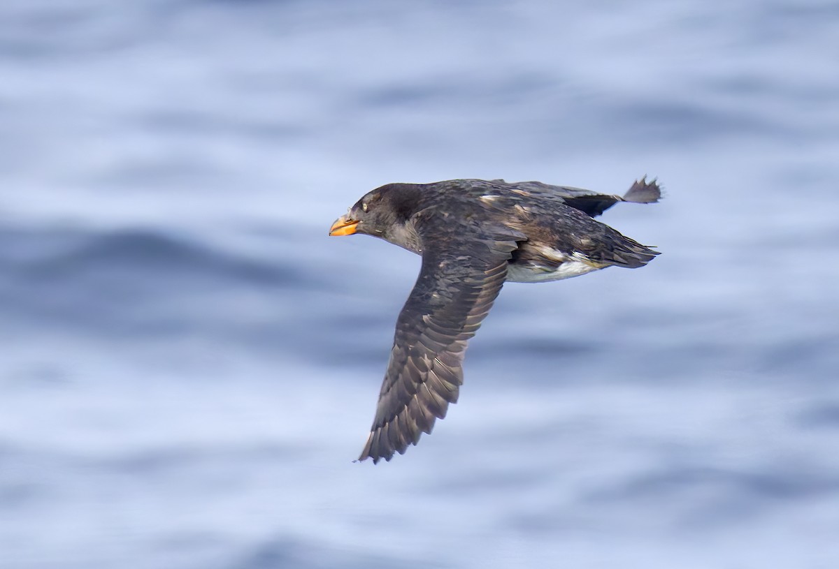 papuchalk růžkatý - ML644282649