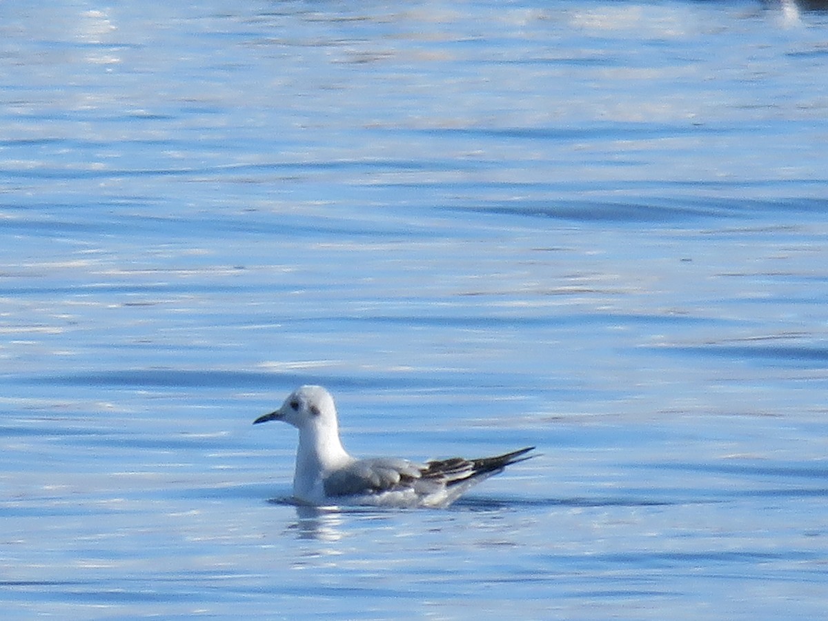 Bonaparte antxeta - ML644282657