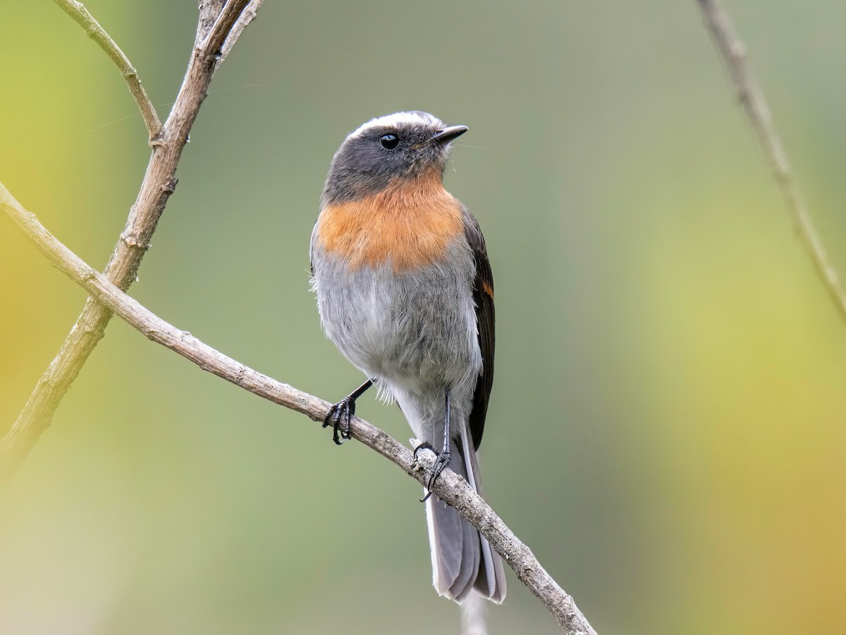 Rufous-breasted Chat-Tyrant - ML644282660