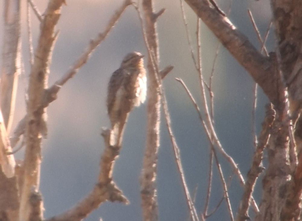 Eurasian Wryneck - ML644282661