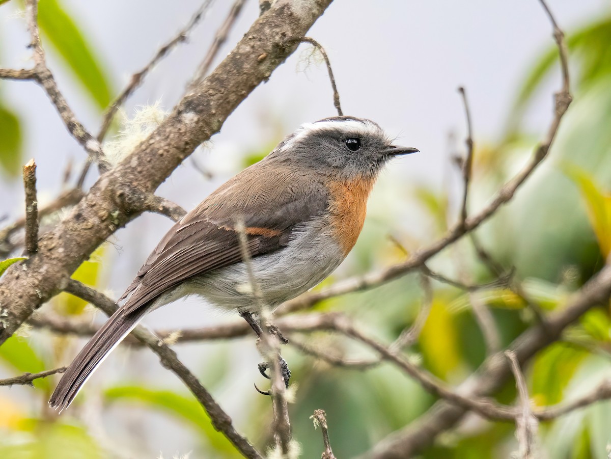 Rufous-breasted Chat-Tyrant - ML644282666