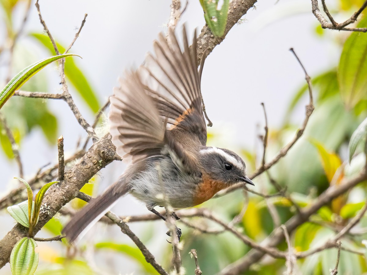 Rufous-breasted Chat-Tyrant - ML644282667