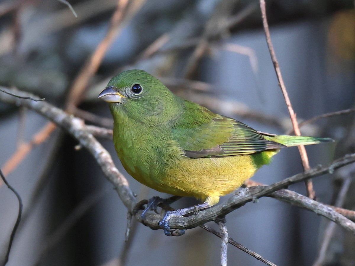 Papstfink - ML644282669