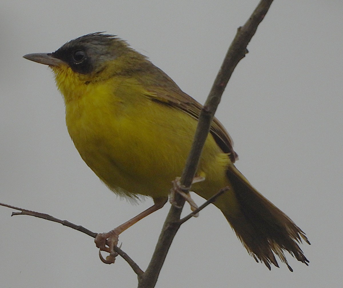 Southern Yellowthroat - ML644282699