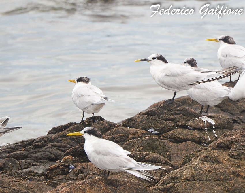 Kara Gagalı Sumru - ML644282700