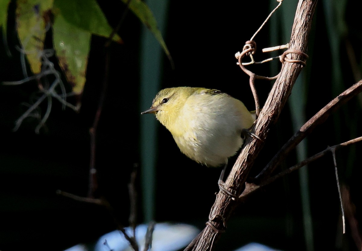 Tennessee Warbler - ML644282706