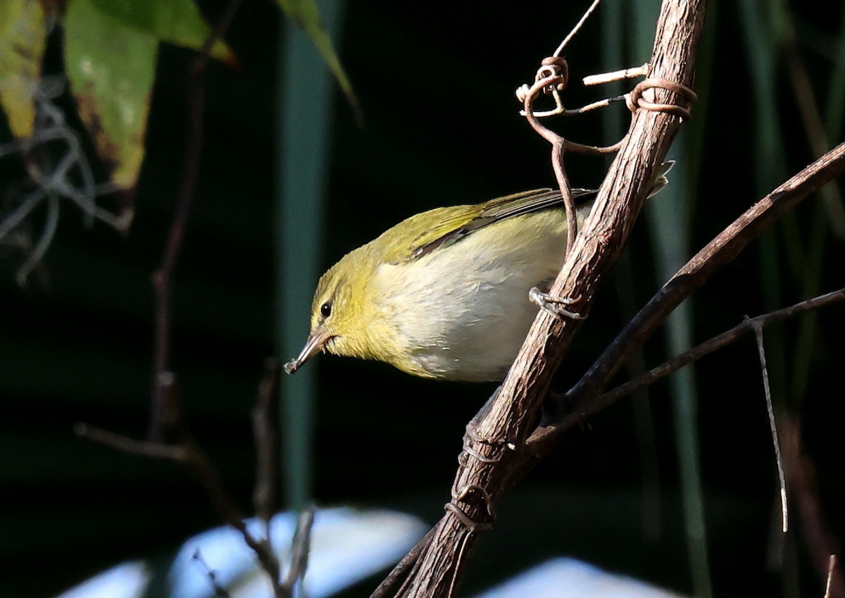 Tennessee Warbler - ML644282707