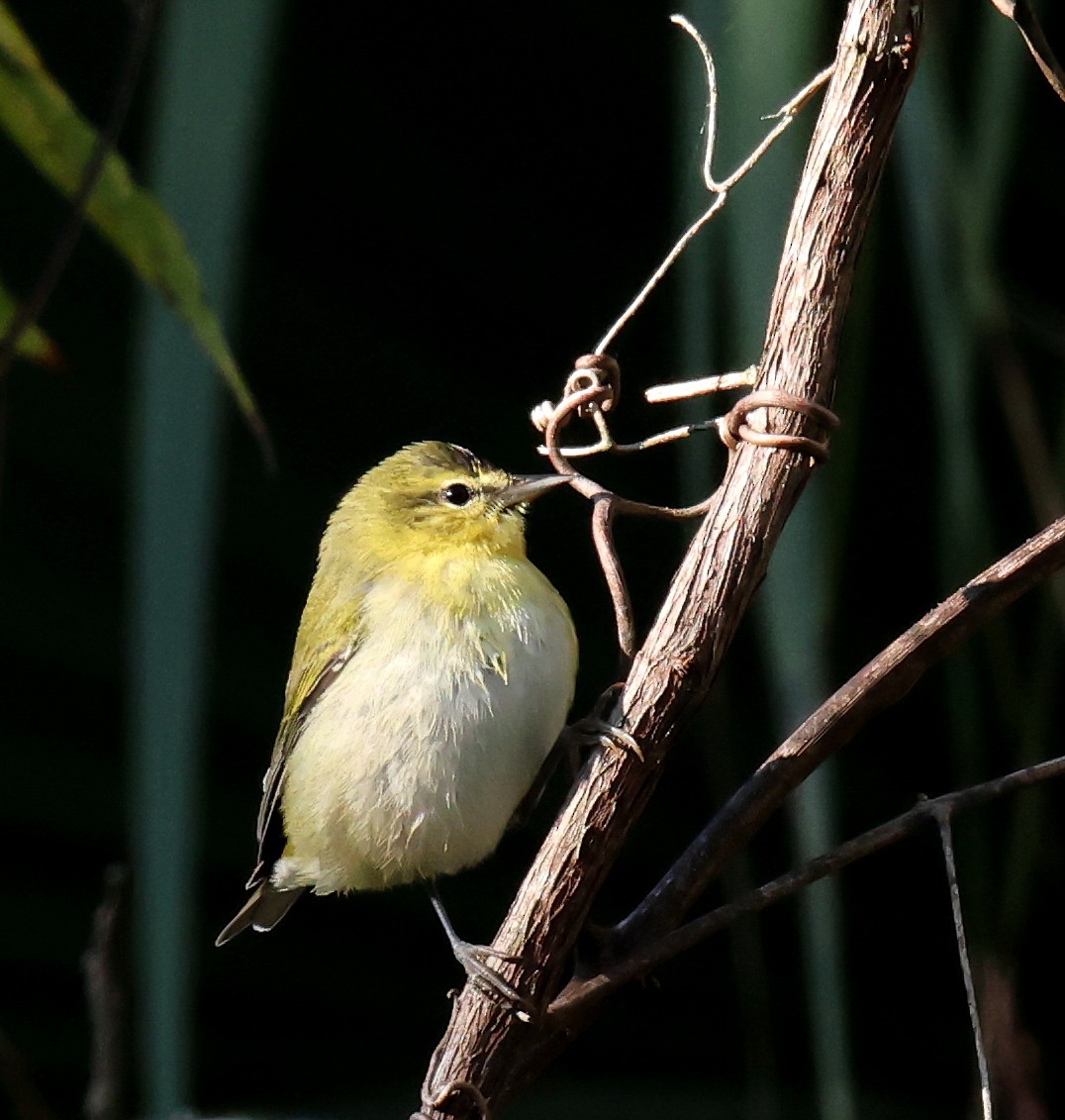 Tennessee Warbler - ML644282708