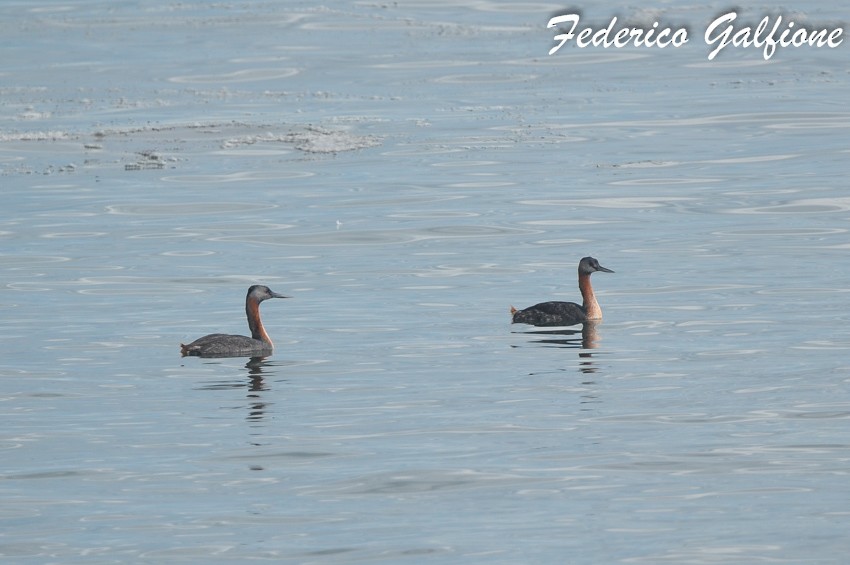 spyddykker - ML644282709