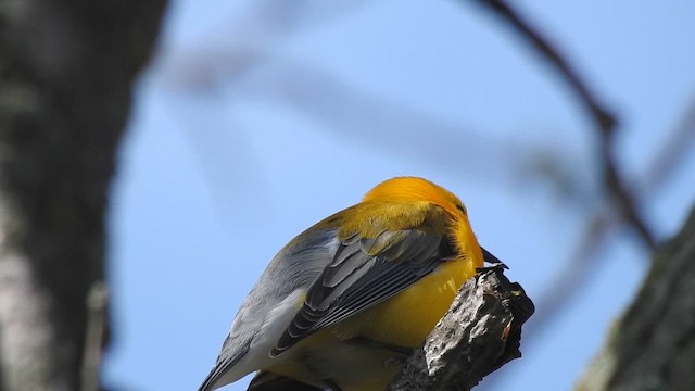 Prothonotary Warbler - ML644282711