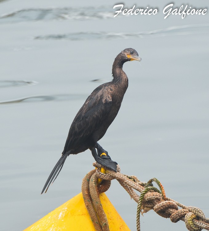 Neotropic Cormorant - ML644282713