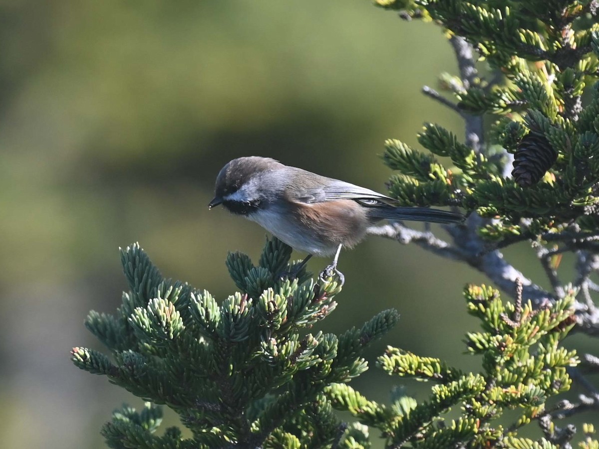Boreal Chickadee - ML644282714