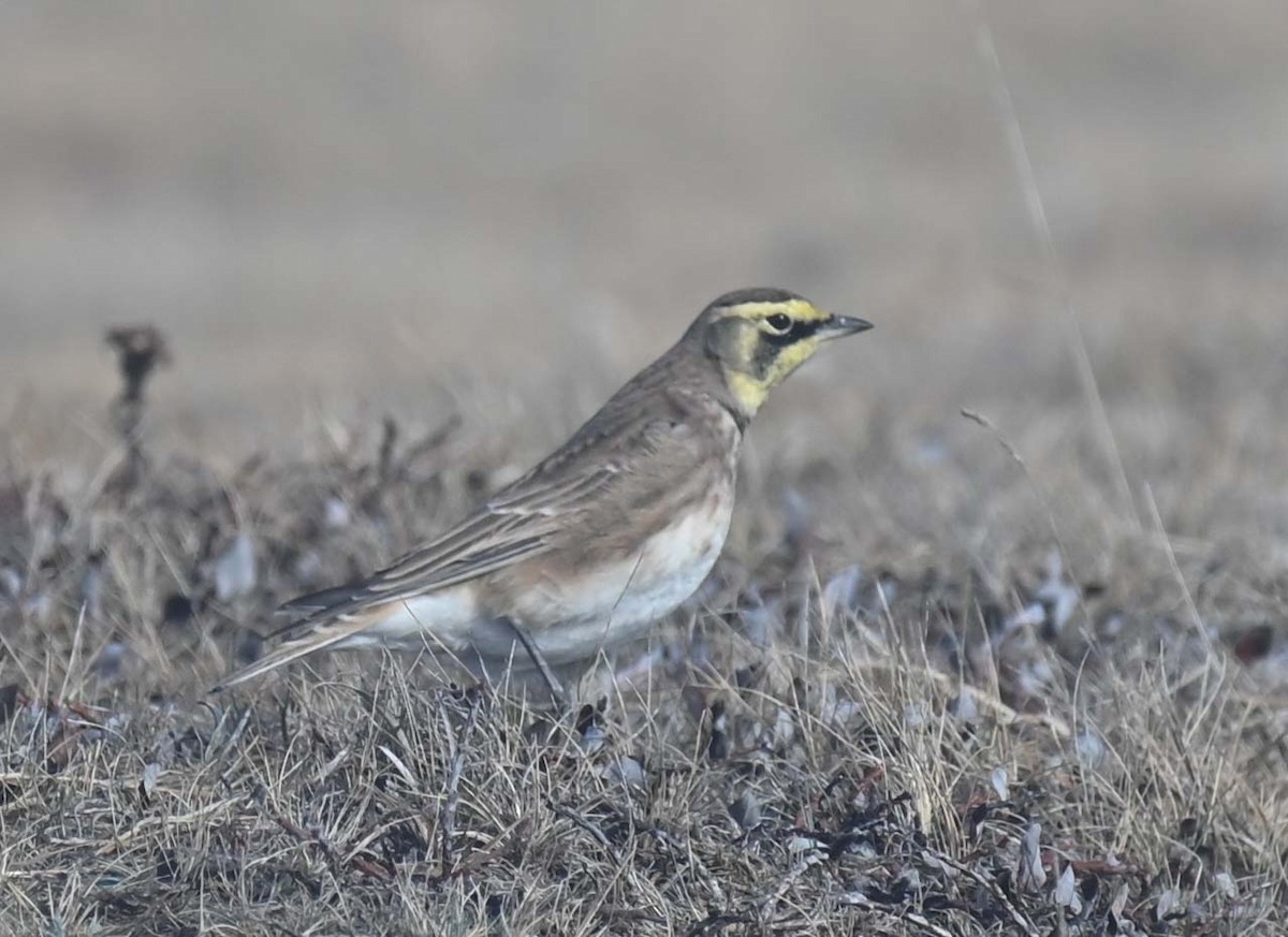 Эвэрт болжмор - ML644282725