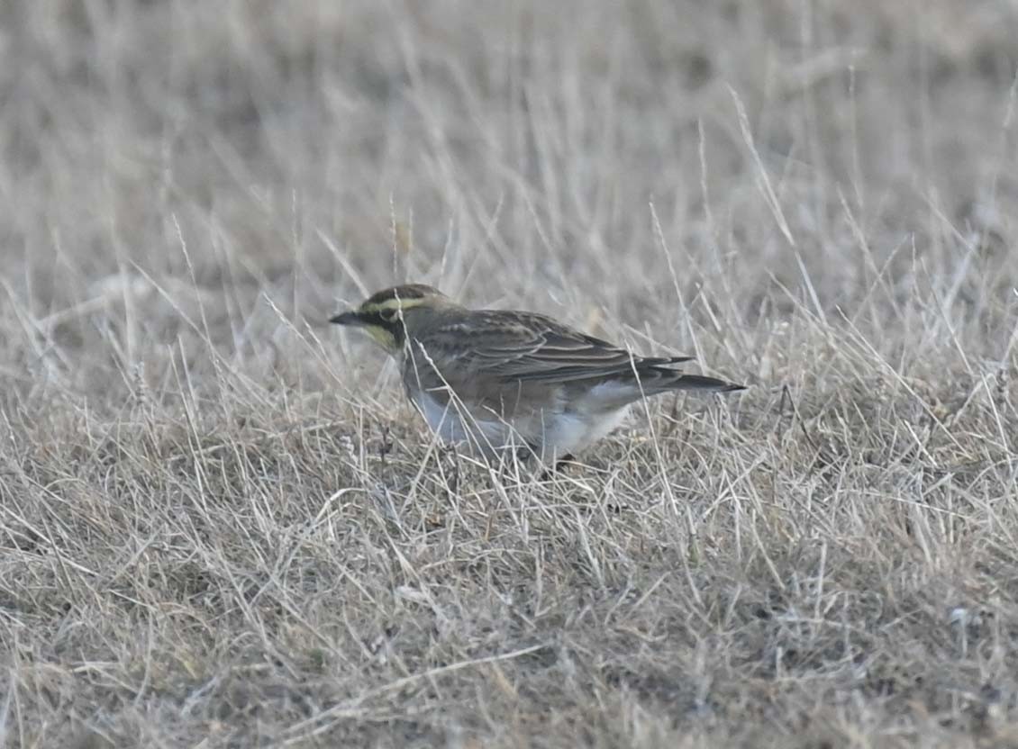 Эвэрт болжмор - ML644282726