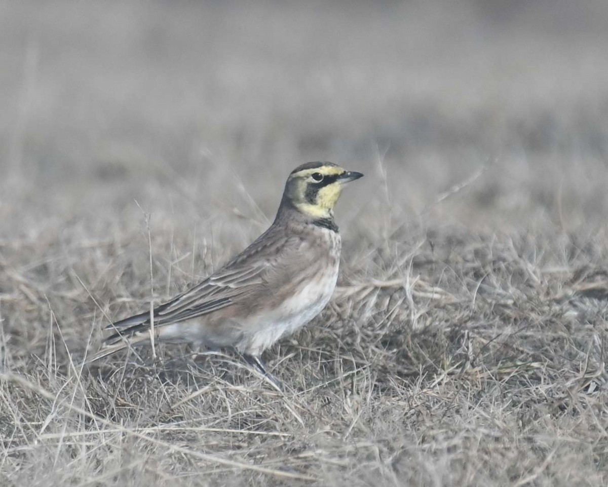 Эвэрт болжмор - ML644282727