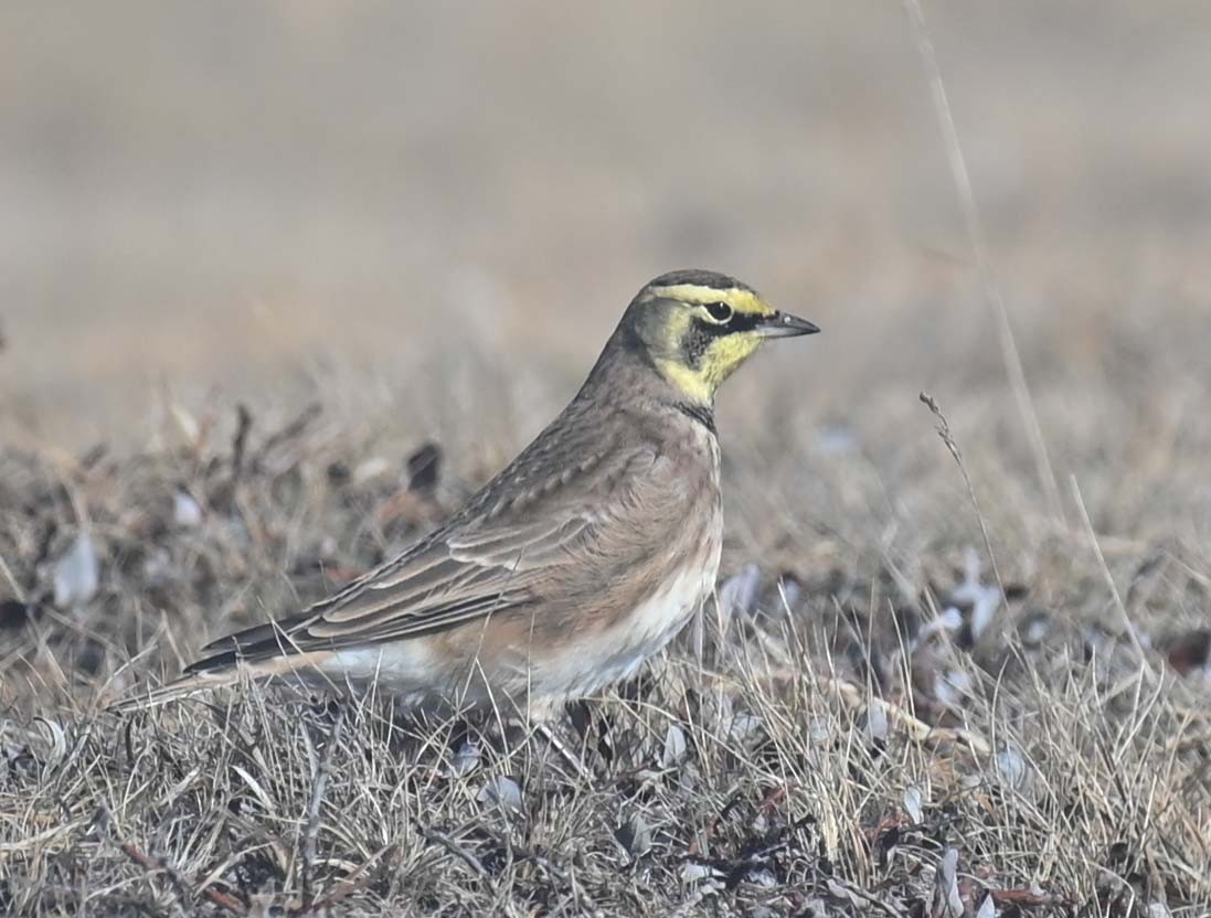 Эвэрт болжмор - ML644282728