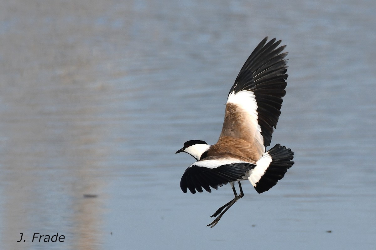 Vanneau à éperons - ML644282729