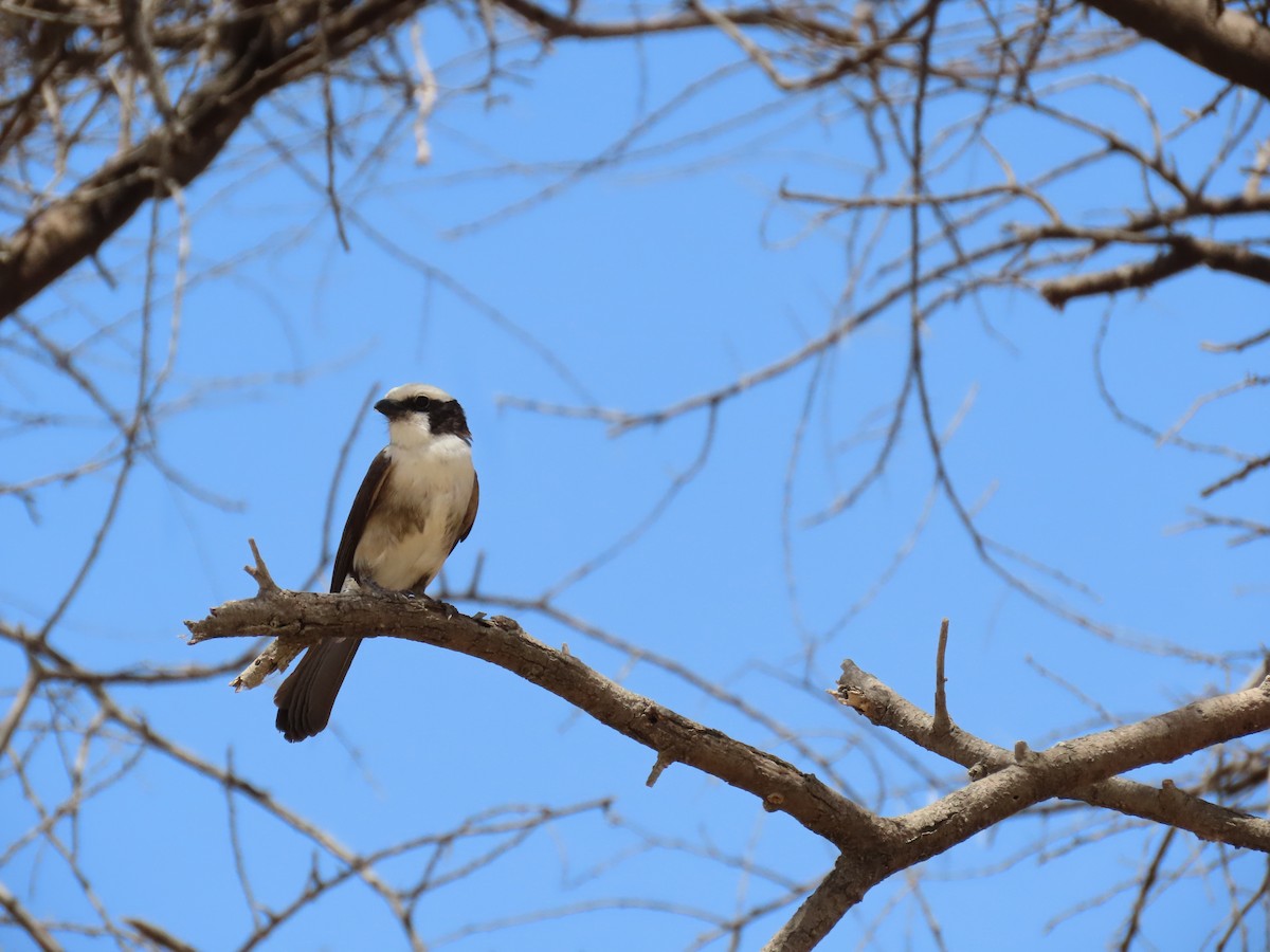 White-rumped Shrike - ML644282730