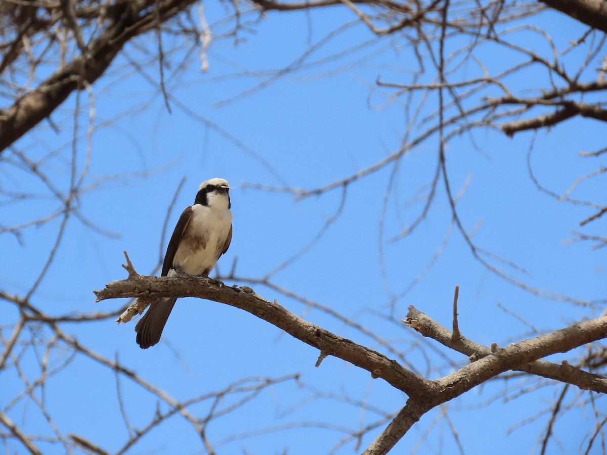 White-rumped Shrike - ML644282731