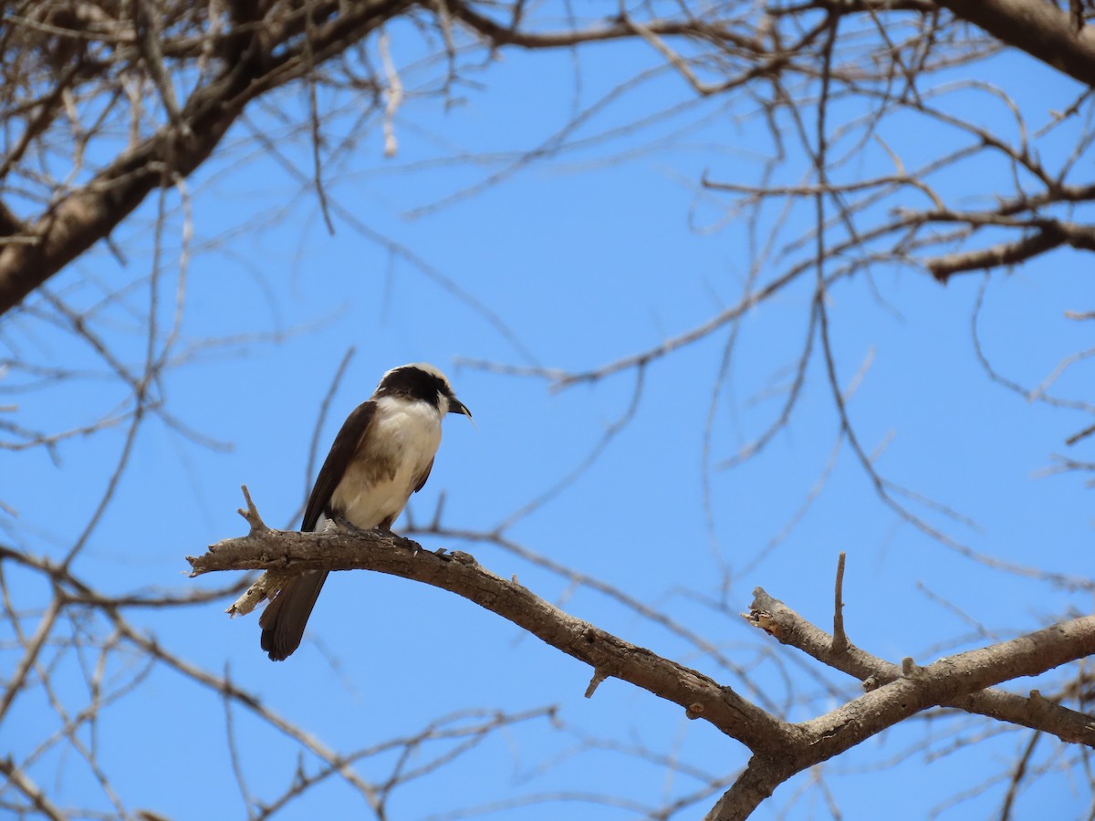 White-rumped Shrike - ML644282733