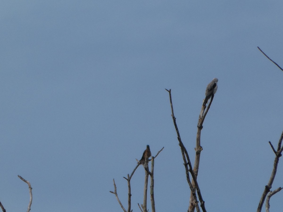 luněc australský - ML644282734