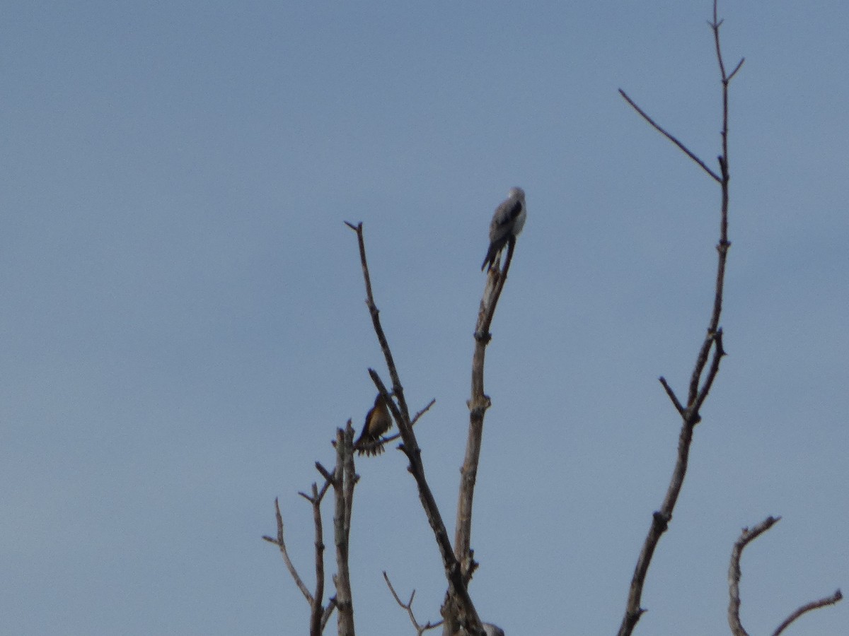 luněc australský - ML644282735