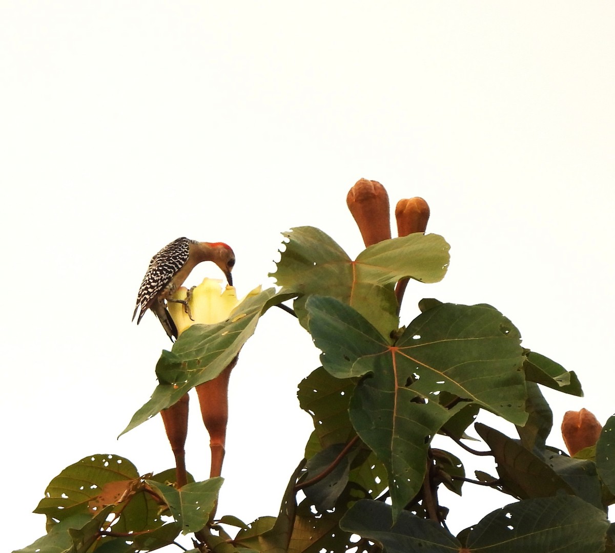 datel kápový - ML644282736