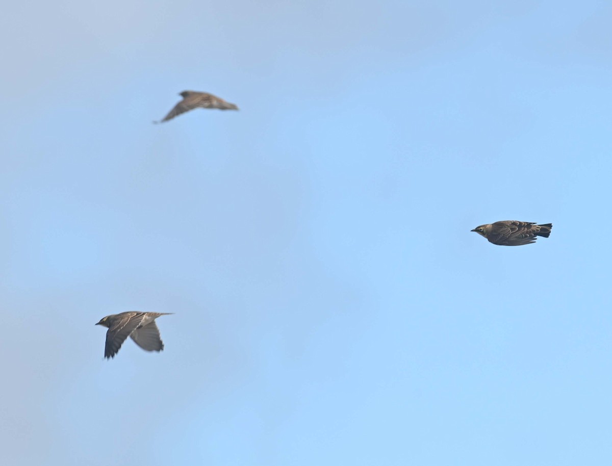 Эвэрт болжмор - ML644282737