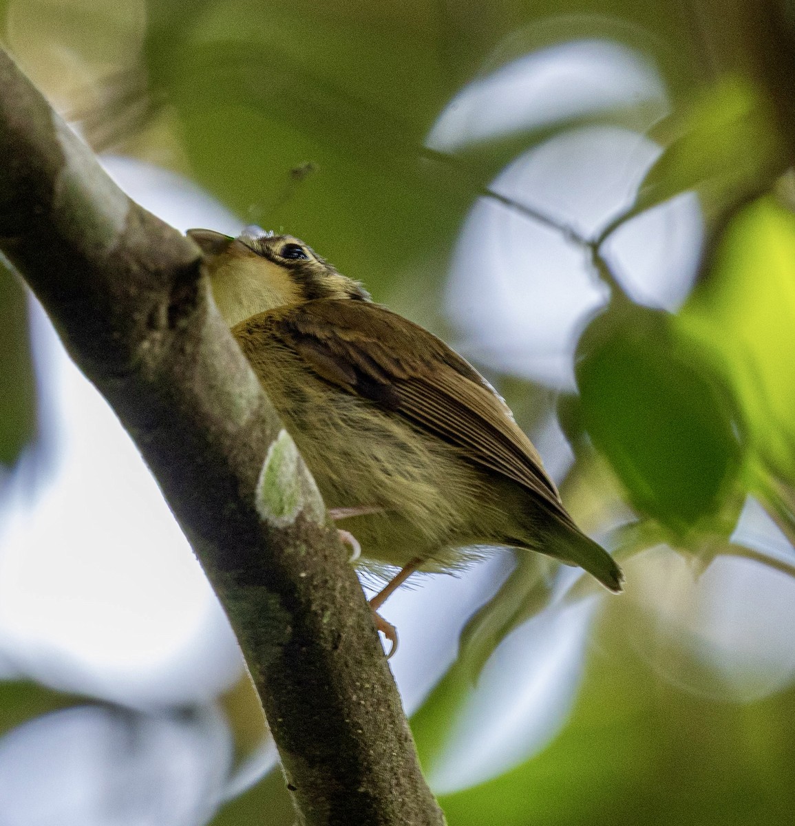 Gelbscheitel-Spatelschnabeltyrann - ML644282739