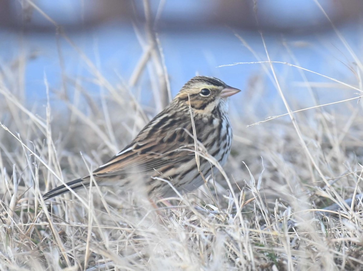 Savannah Sparrow - ML644282744