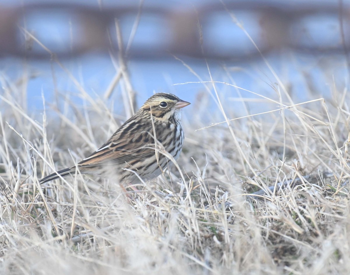 Savannah Sparrow - ML644282745