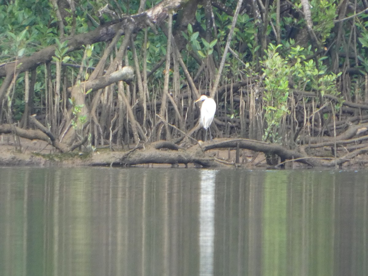 volavka půvabná - ML644282750