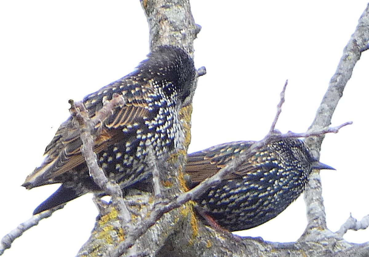 špaček obecný - ML644282755