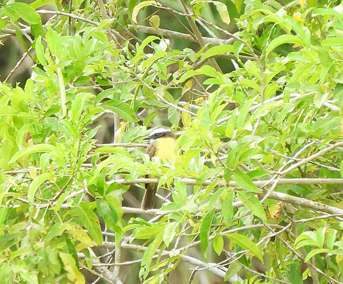 Tyran sociable - ML644282756