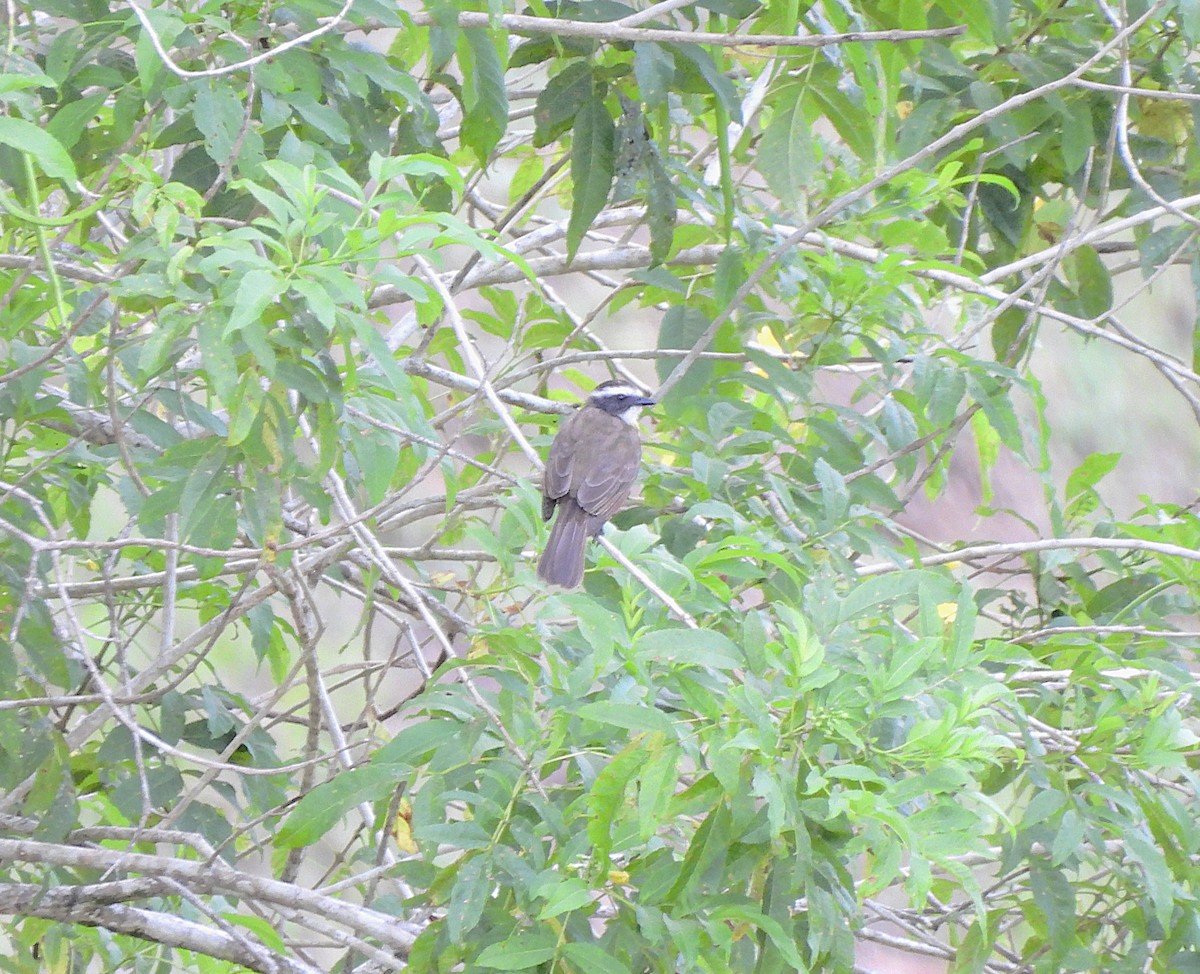 Tyran sociable - ML644282757