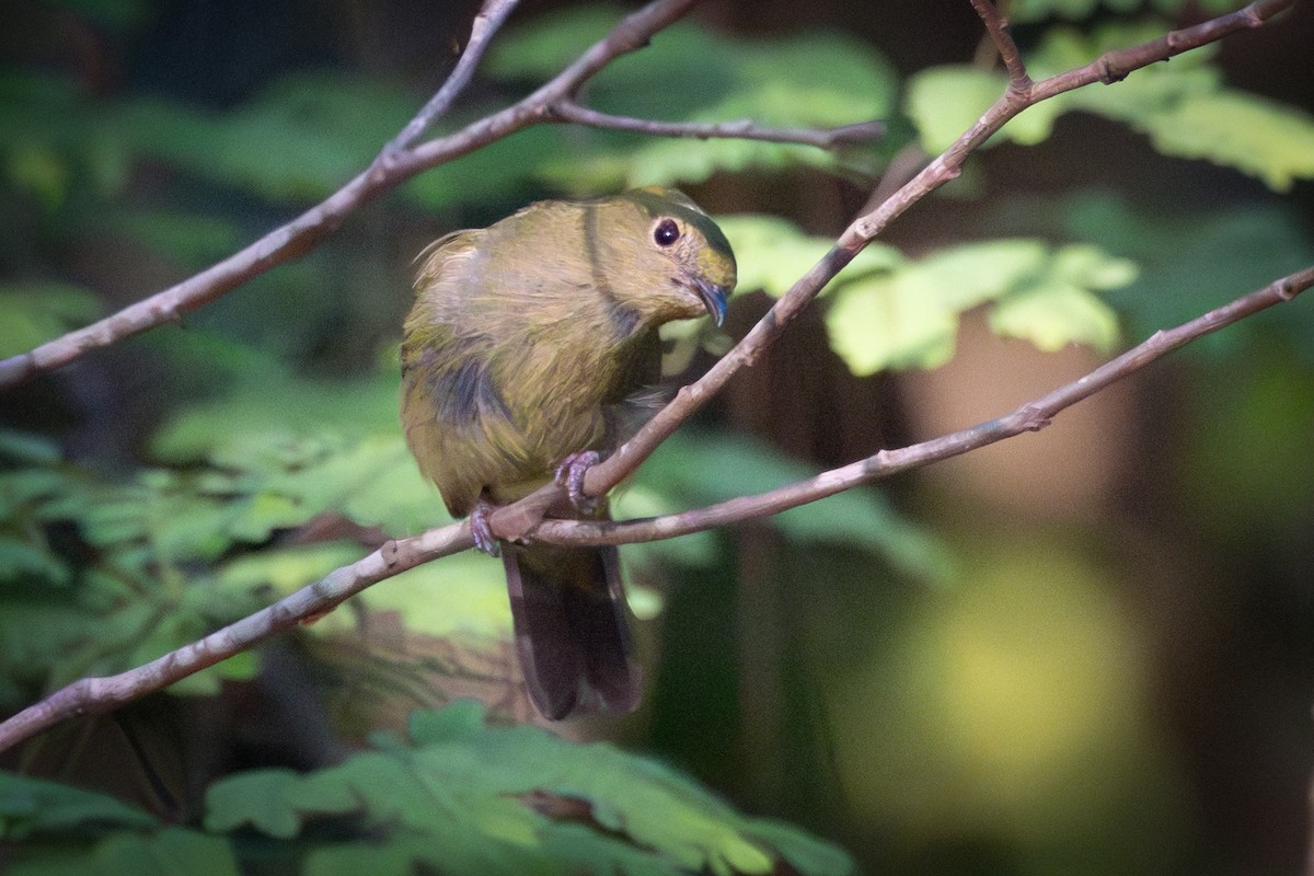 ヘルメットマイコドリ - ML644282769